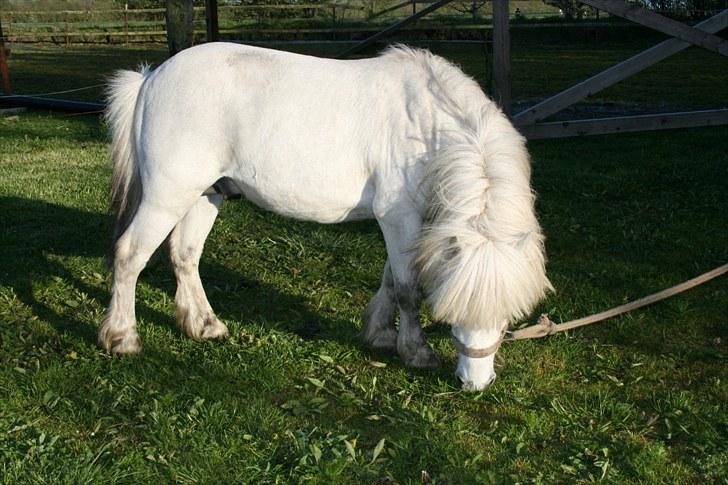 Anden særlig race Ludwig billede 2