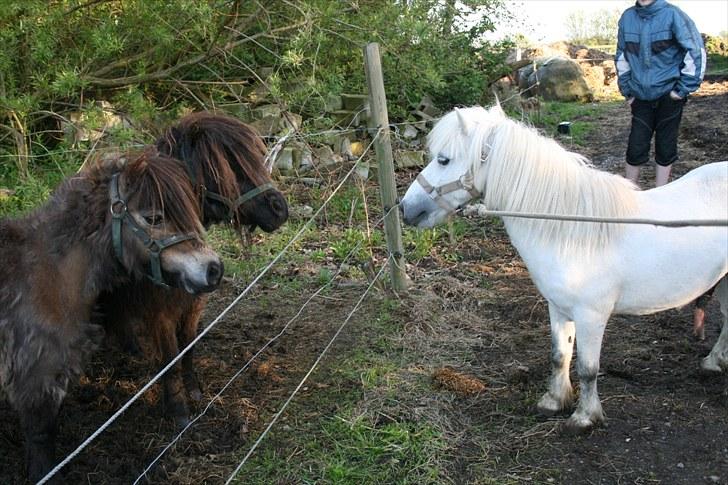 Anden særlig race Ludwig - første gang Ludwig ser sine 2 nye hopper billede 3