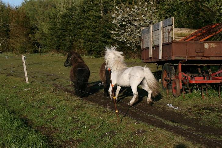 Anden særlig race Ludwig billede 4