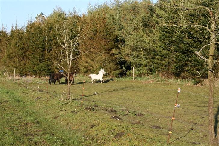 Anden særlig race Ludwig billede 5