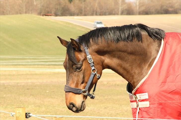 Oldenborg Remington billede 6