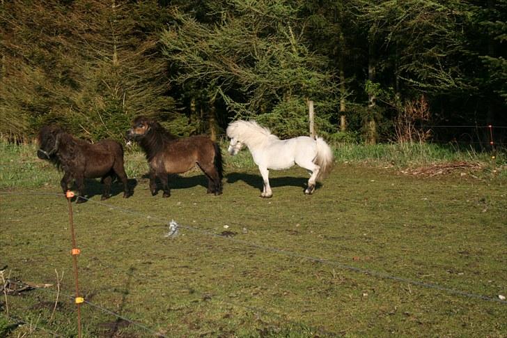 Anden særlig race Ludwig billede 6
