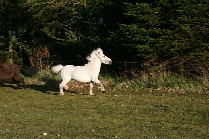 Anden særlig race Ludwig - Er jeg ikke flot billede 7