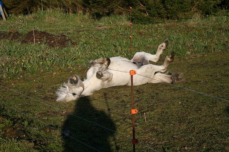 Anden særlig race Ludwig billede 8