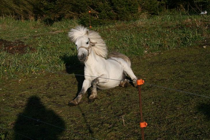 Anden særlig race Ludwig billede 9