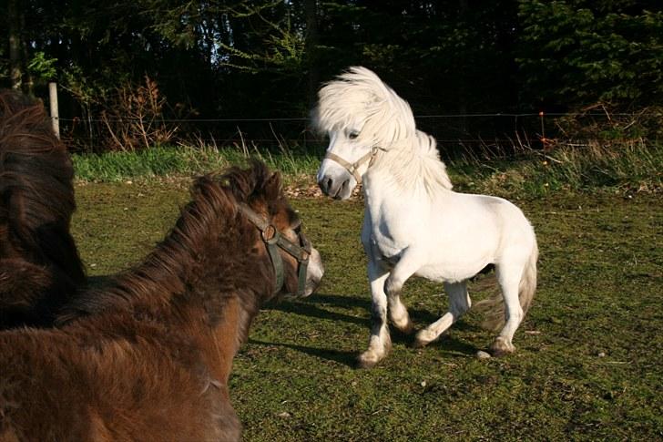 Anden særlig race Ludwig billede 10