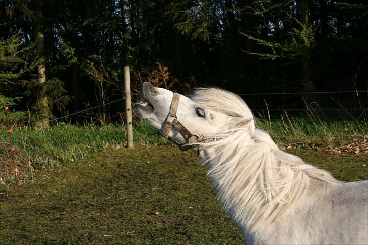Anden særlig race Ludwig billede 11
