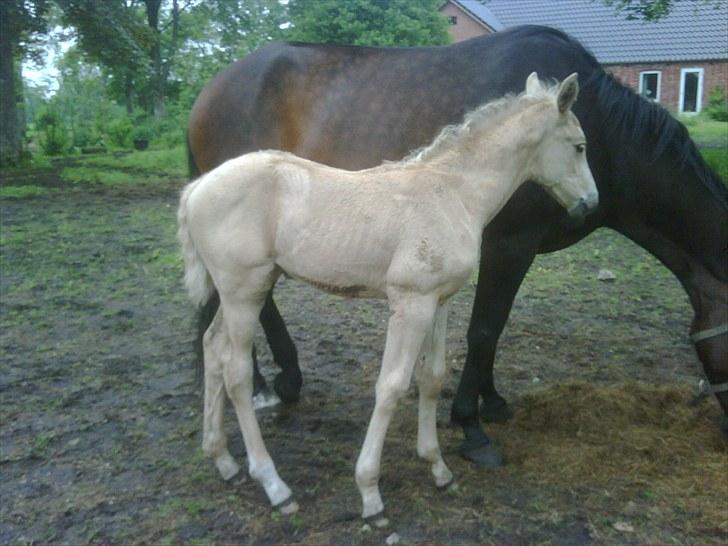 Palomino Enghavegårds Jasmin  *SOLGT* billede 2