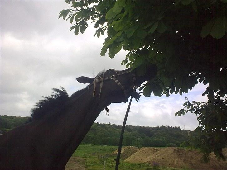 Dansk Varmblod Silva Bakkely <3  billede 14