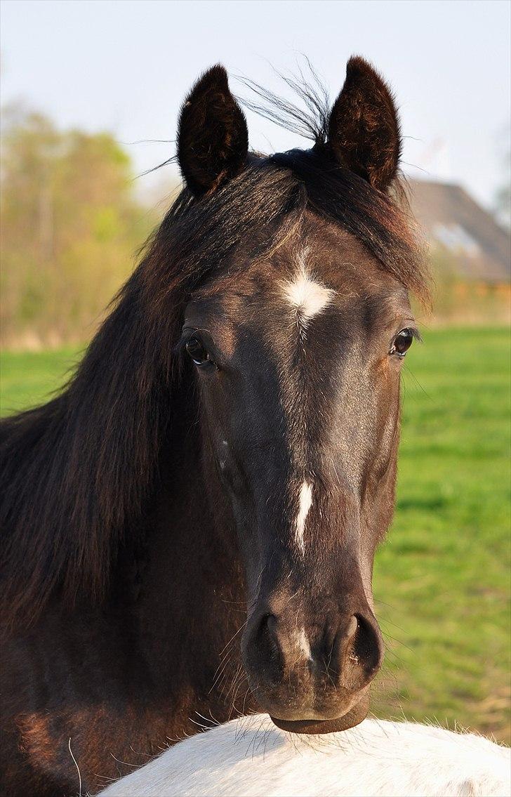 Anden særlig race Watch Lui's Surprise - 2 år gammel fyr billede 7