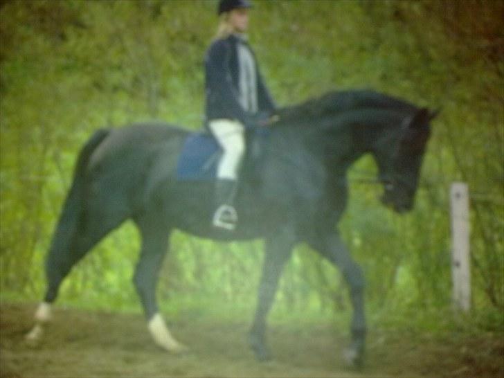 Dansk Varmblod Silva Bakkely <3  billede 16