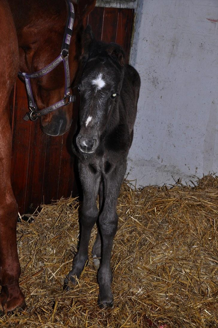 Anden særlig race Watch Lui's Surprise - Det var denne lille skævørede charmetrold som mødte mig i stalden den morgen han blev født :) billede 4