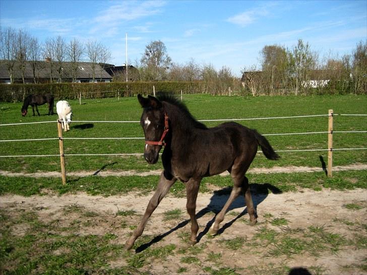 Anden særlig race Watch Lui's Surprise billede 6