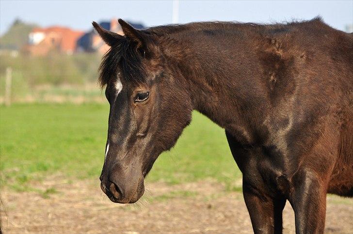 Anden særlig race Watch Lui's Surprise - En 2 årig ungmule! billede 8