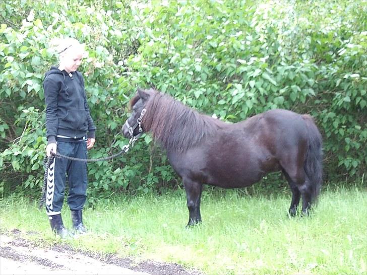 Shetlænder Trunte   #SOLGT# - Signe og Trunte  billede 13