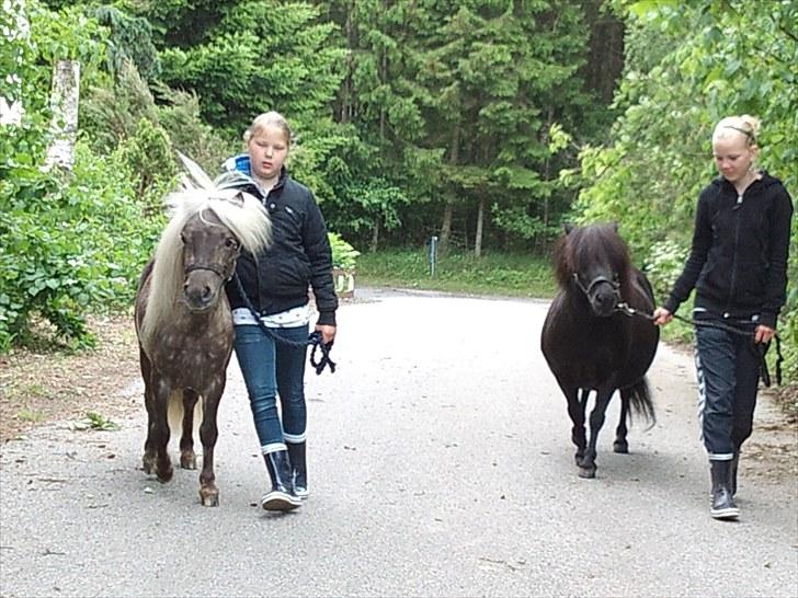 Shetlænder Trunte   #SOLGT# - på tur billede 14