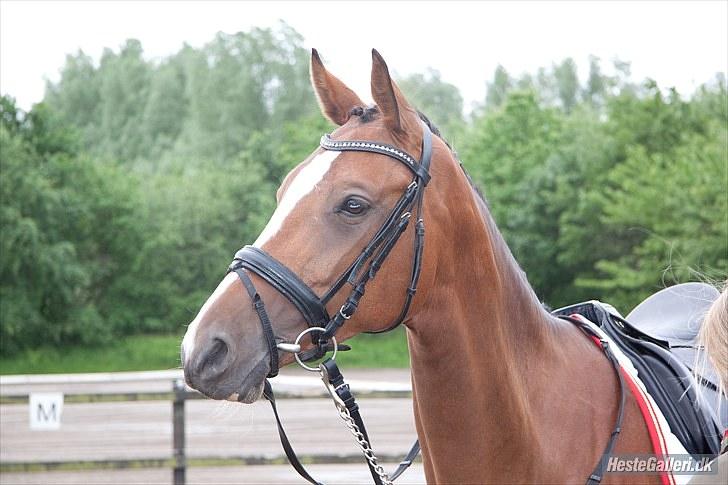 Dansk Varmblod Miró af Løvegaard billede 8