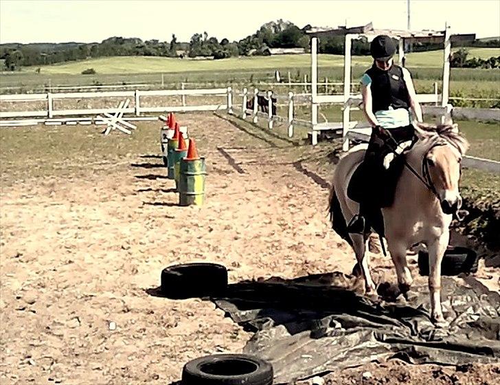 Fjordhest Legolas billede 2