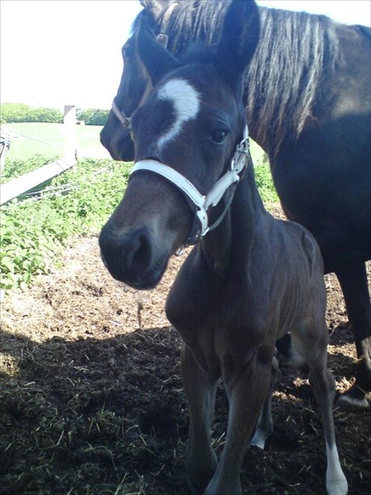 Traver TrulyMadlyDeeply billede 1