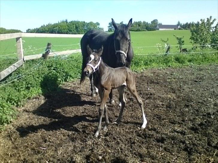 Traver TrulyMadlyDeeply billede 2