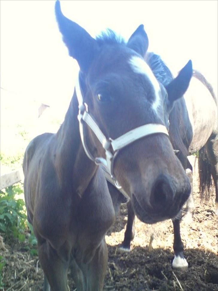 Traver TrulyMadlyDeeply billede 3