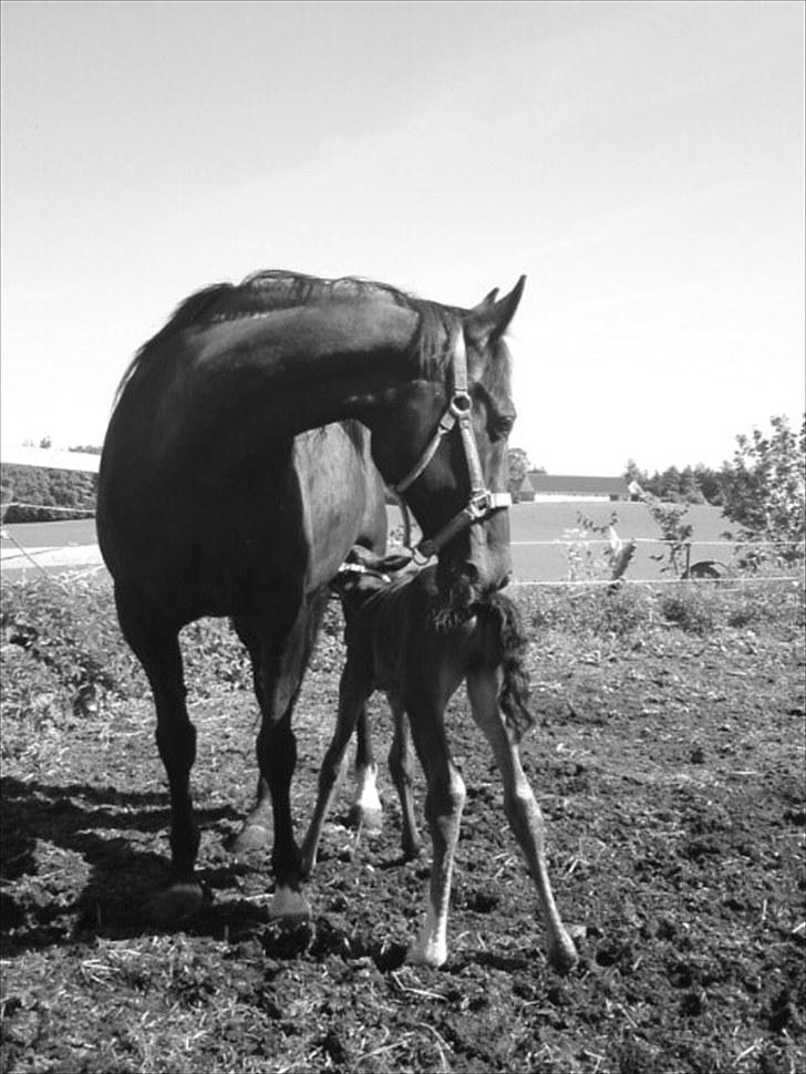 Traver TrulyMadlyDeeply billede 4