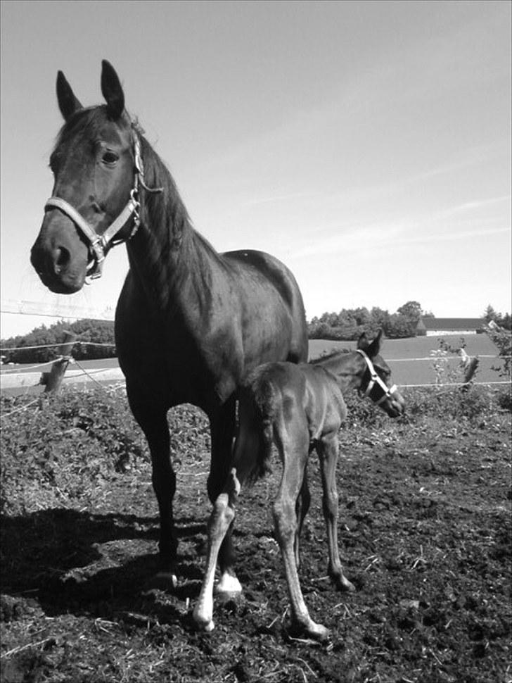 Traver TrulyMadlyDeeply billede 6