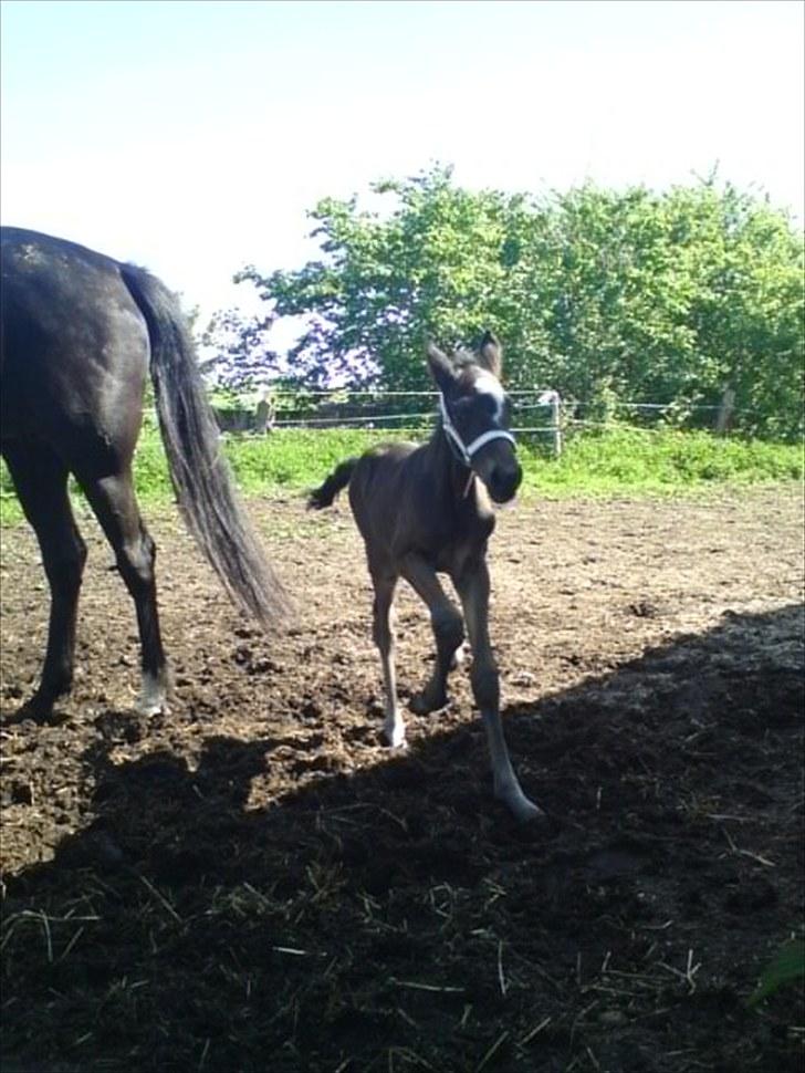 Traver TrulyMadlyDeeply billede 7