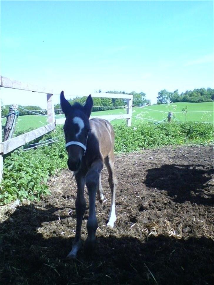 Traver TrulyMadlyDeeply billede 8