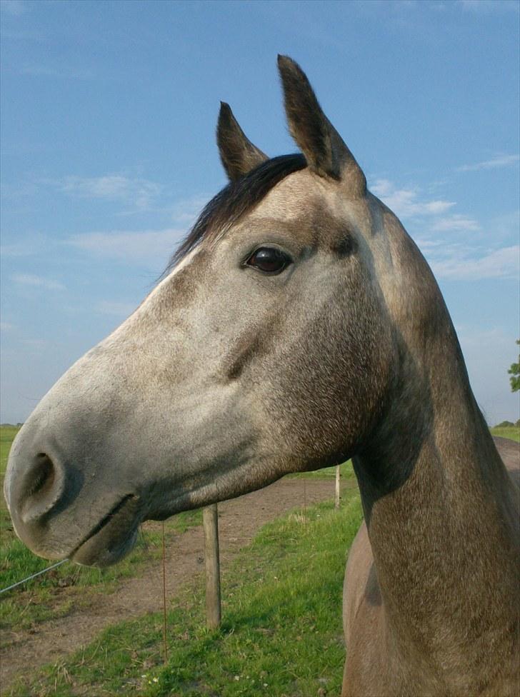 Anden særlig race Egemosegård Chablis - Egemosegårds Chablis billede 1