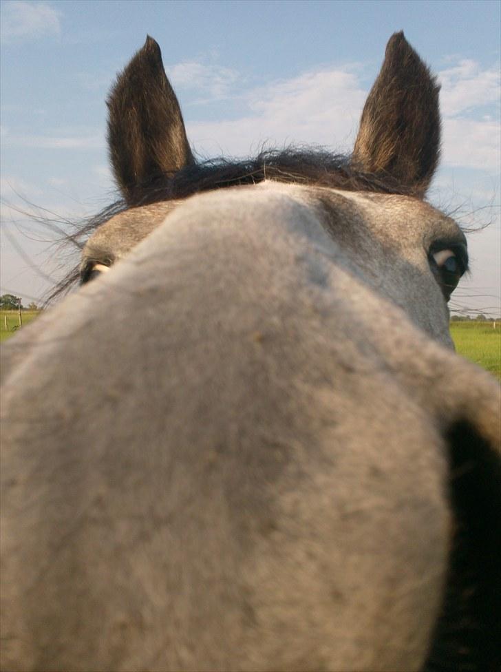 Anden særlig race Egemosegård Chablis - Hygge-hejsa! billede 2