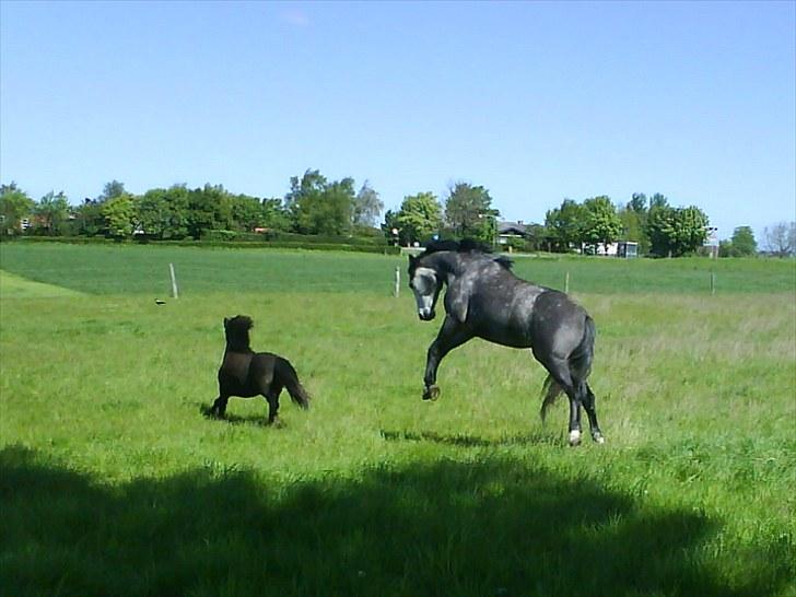 Anden særlig race Egemosegård Chablis - Freak out... billede 3