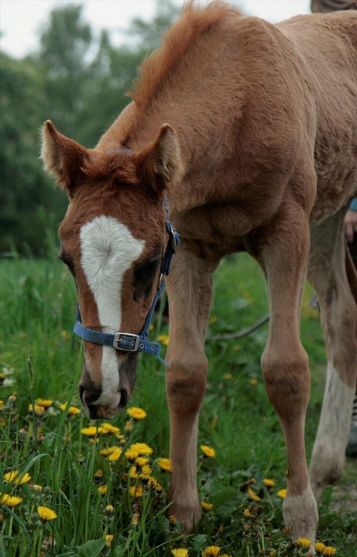 Dansk Varmblod De CaVa *Solgt* - 2 måneder gammel. Foto Rikke Laybourn billede 14