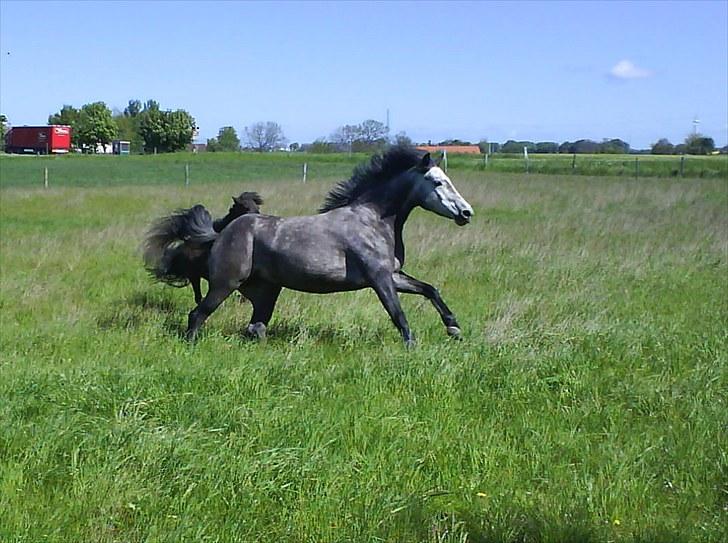 Anden særlig race Egemosegård Chablis billede 4
