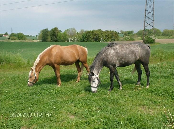 Anden særlig race Egemosegård Chablis - Chablis på fold med hingsten Remember (far til Chateau.) billede 5