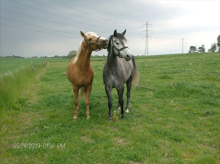 Anden særlig race Egemosegård Chablis - Hestehvisken... billede 6