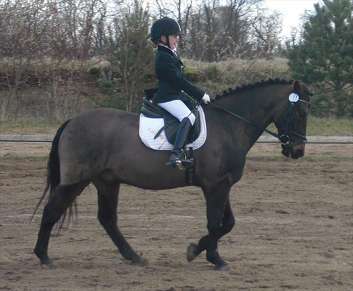 Anden særlig race Bailando (Frede)  - April 2010. Vandt 2 LC1´er.  billede 11