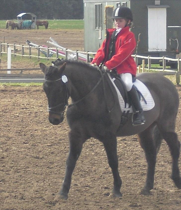 Anden særlig race Bailando (Frede)  billede 13