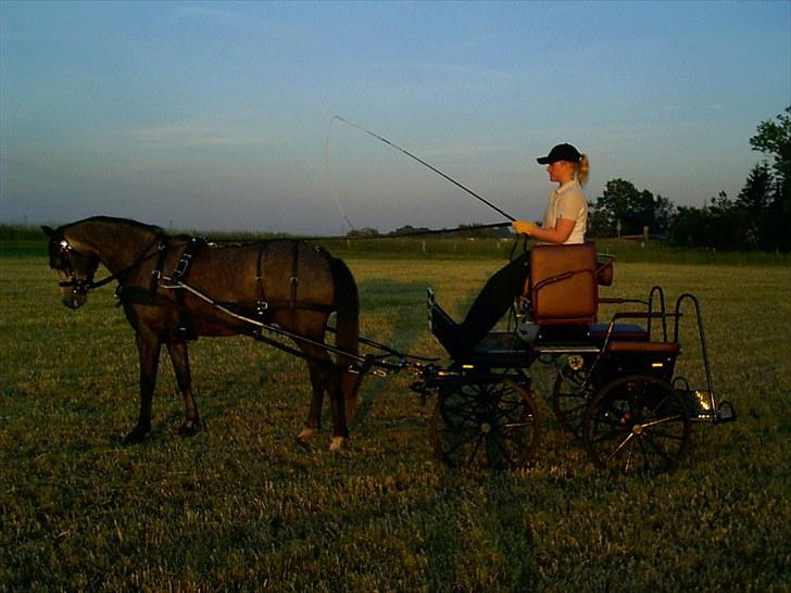 Anden særlig race Egemosegård Chablis - En stolt kusk m. sin nyindkøbte marathonvogn.(2007) billede 7