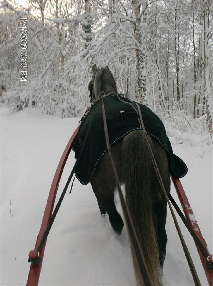 Anden særlig race Egemosegård Chablis - Herligt snevejr på Fyn;-) billede 8