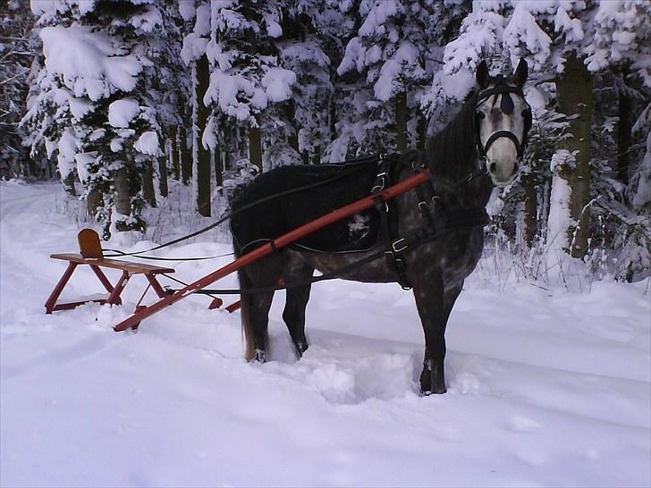 Anden særlig race Egemosegård Chablis - I sneen... billede 9