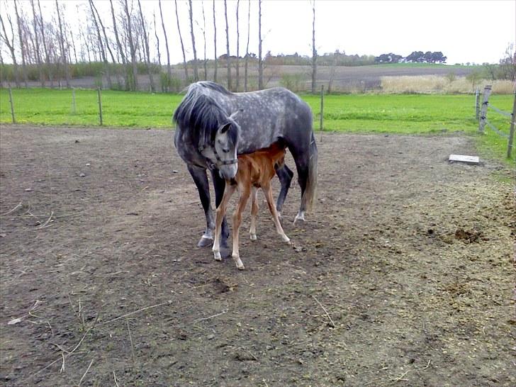 Anden særlig race Egemosegård Chablis - Chablis, nu m. føl! billede 10