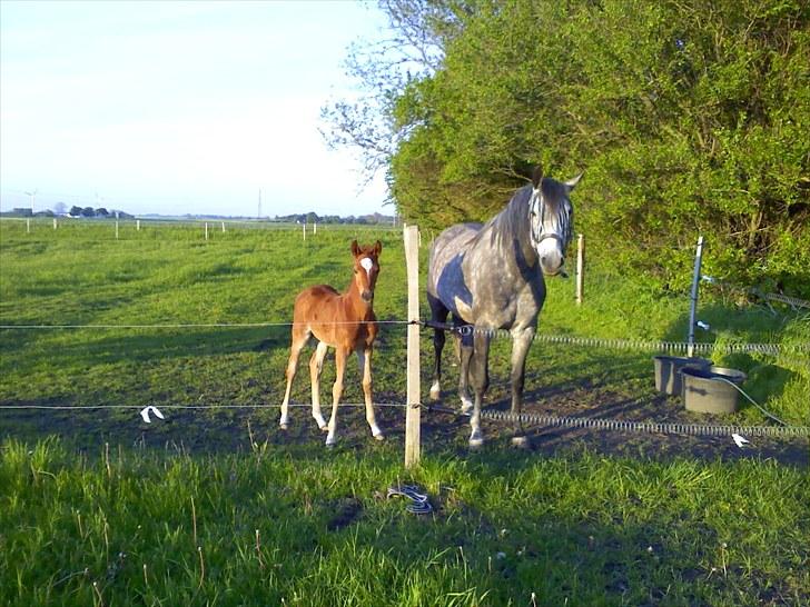 Anden særlig race Egemosegård Chablis - Aftenstemning v. leddet billede 11