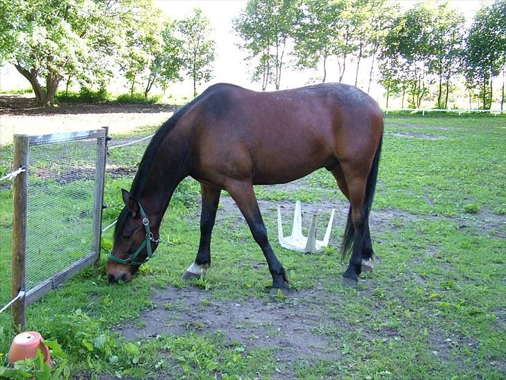 Traver Junior Guy billede 6