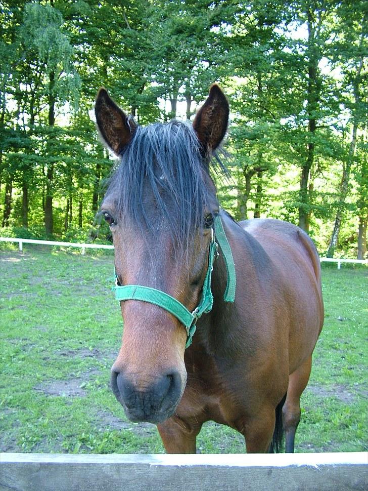 Traver Junior Guy billede 7