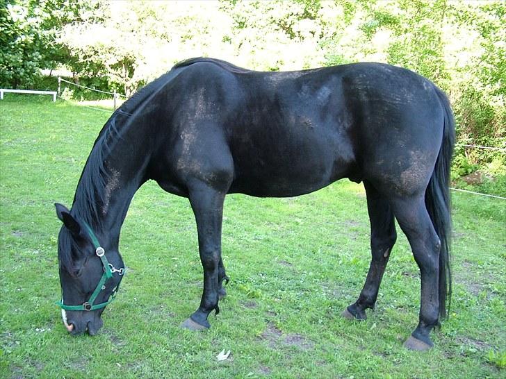 Traver Dylaron billede 8