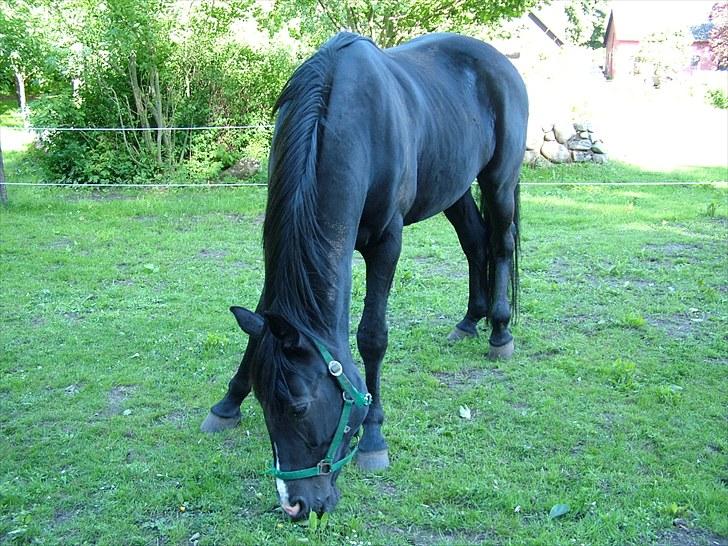 Traver Dylaron billede 9