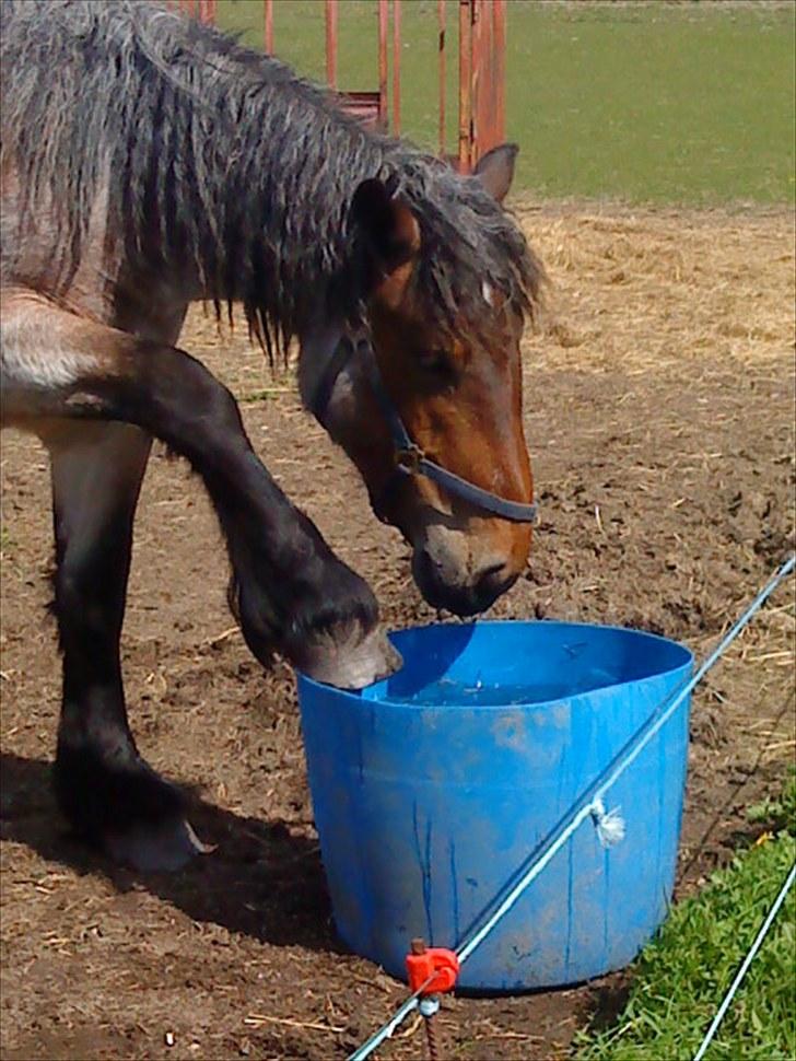 Belgier Mette Støvringgård  billede 4