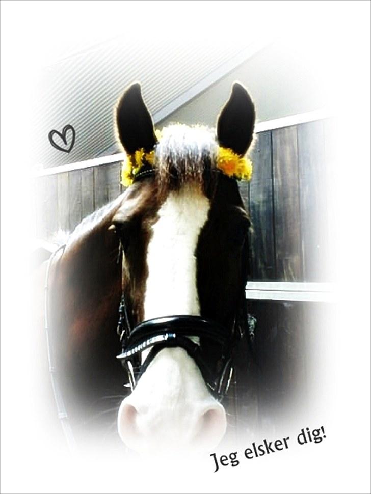 New Forest Midnight Fleur *Aflivet* billede 13