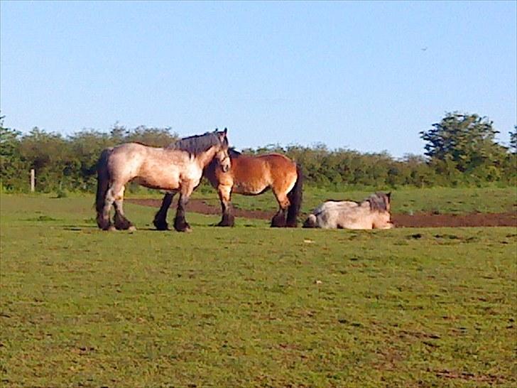 Belgier Mette Støvringgård  billede 5